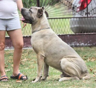 Psi: Cane Corso štenci dostupni za rezervaciju! U ponudi imamo tri na lalafo.rs — 14 Psi: Cane Corso štenci dostupni za rezervaciju! U ponudi imamo tri — 14