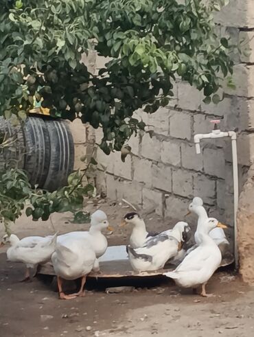 Ördəklər: Məhsul: Ev quşları – ördəklər (qrup halında) Təsvir: - Şəkillərdə — 2