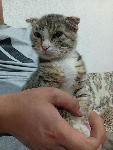 животные домашние: Американская короткошёрстная, 2 месяца, Девочка — 3