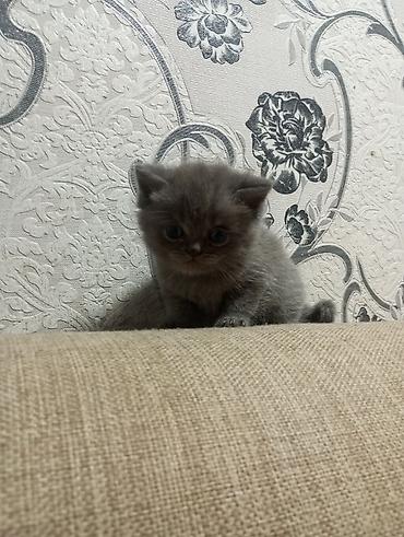 Pişiklər: Şotland yastı qulaq, Erkək, Ünvandan götürmə — 9