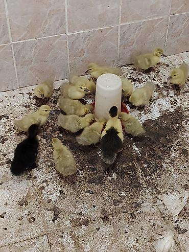 mandarinka ordek satilir: Satılan məhsul ördək balalarıdır.lavanda təmiz qan Şəkillərdə bir — 3