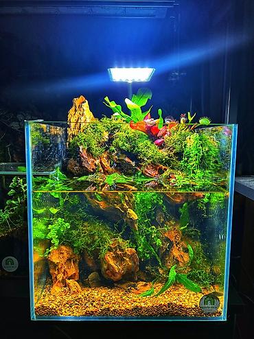 xani baliq: Dördbucaq akvarium, Balıqlarla birlikdə, 50 l, Ödənişli çatdırılma — 2