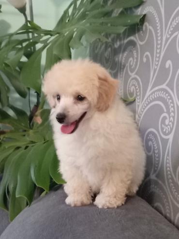 Psi: Patuljasta pudla muzjak 3meseca na lalafo.rs — 10 Psi: Patuljasta pudla muzjak 3meseca — 10