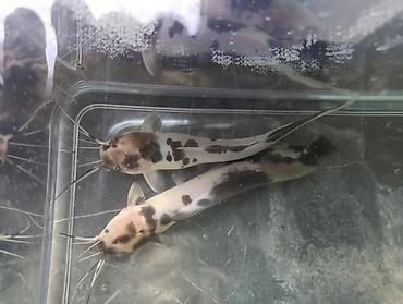 Балыктар: Продам двух отличных, крупных сомиков — Клариасов пятнистых (Clarias — 2