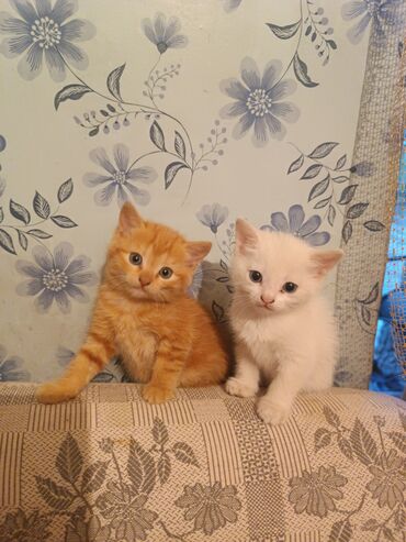 шотландский вислоухий кот рыжий: Отдам котят в заботливые и добрые руки. Они игривыеласковые кушают