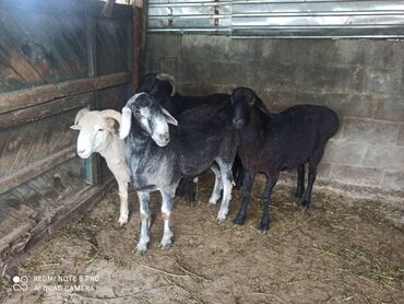 овцы баран: Продаю | Овца (самка), Баран (самец)
