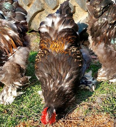 Toyuqlar: Toyuq, Brama, Ətlik — 3