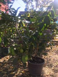 Декоративные деревья: Продается лимонное дерево с плодами и без, многолетние и молодые — 7