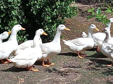 pekin ördeği: Ağ Pekin ördəkləri – yumurta və ətlik istiqamət - Cins: Ağ Pekin - — 2