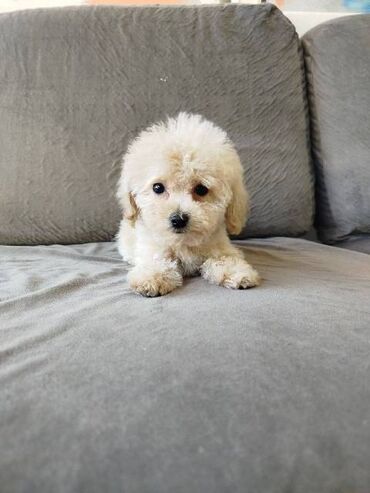 Psi: Bišon pudla štenci Štenci bi-pu, kombinacija bišon-pudla, stari 2 — 19