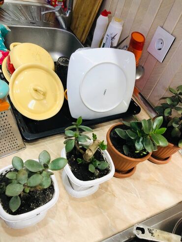 Buket güllər: Sukkulent “Pul ağacı” (Crassula ovata) saksı bitkiləri - Növlər