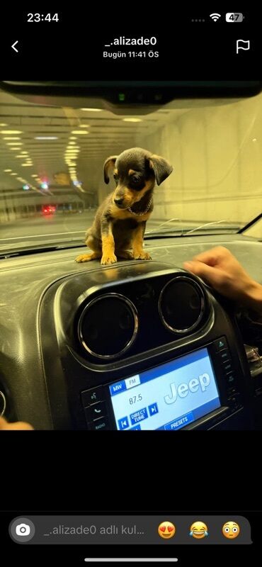 Dinamiklər və sabvuferlər: Mini Pinscher 3 aylıq erkək bala Qiymətdə endirim də olacaq Yemək