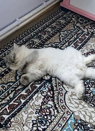 maine coon azerbaycan: Şinşilla — 4