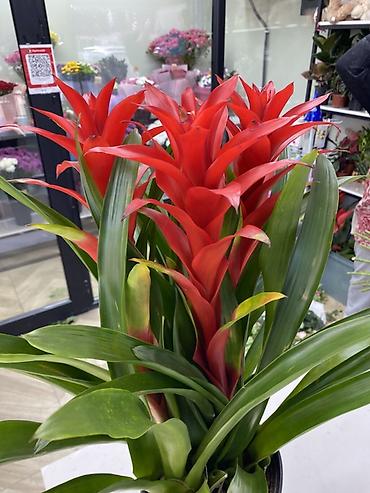 Бөлмө өсүмдүктөрү: Гузмания (Guzmania) в горшке - Эффектное комнатное растение из — 3