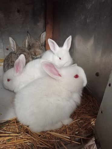 кролик нзб: Продаю | Крольчиха (самка), Кролик самец, Крольчата