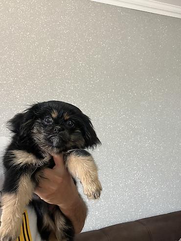 i̇sm: Pekines, 3 ay, Dişi, Peyvəndli, Pulsuz çatdırılma — 9