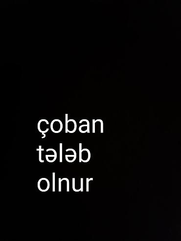 bakida parnik işi: Çoban, 37 yaş, 3-5 illik təcrübə — 1