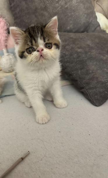 Mačke: Na prodaju mačići persijske egzotične (Exotic Shorthair) rase. Vrlo — 2