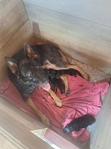 vodene kornjace prodaja: Radni Nemacki ovcari na prodaju. Rezervacija u toku. Kontakt — 1