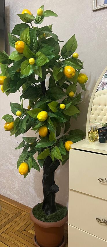 Digər ev dekoru: Dekorativ limon ağacı. Bu ağac otağa təravətli və təbii görünüş verir