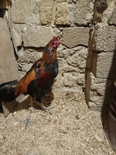 Xoruzlar: Yapon 1 yaş yarımlıq heyvandı problemsiz heyvandı barter yalnız şamo — 1