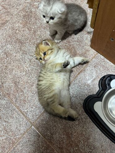 Pişiklər: Britan — 7