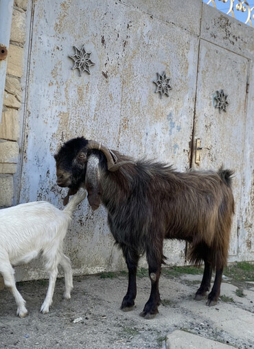 Keçi, çəpiş: Hələbdi safqan əsl saxlanmalı heyvandı, cavandı çox iri heyvandı başqa — 1