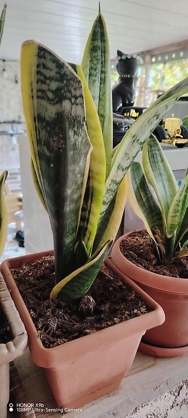 zolotoy us bitkisi: Sansevieria (Qayın dili) – qızılı kənarlı, zolaqlı yaşıl yarpaqlı — 5