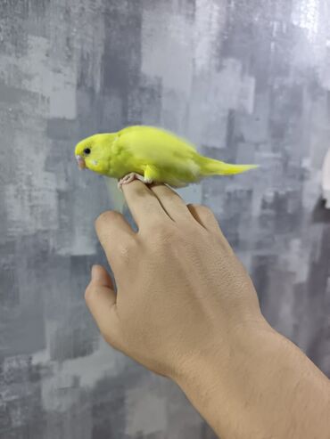 Tutuquşları: 1 ədəd - 20 manat Sevgi və qayğı göstərə biləcək insanlara dalğalı — 3