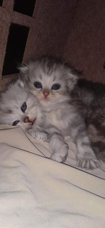 отдаю кота: Скотиш Фолд (Шотландская вислоухая), 1 месяц, Мальчик, Серебристая шиншилла, Приучена к лотку — 3