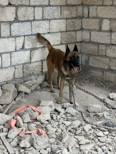 İtlər: Belçika çoban iti, 2 il, Erkek, Peyvəndli — 8