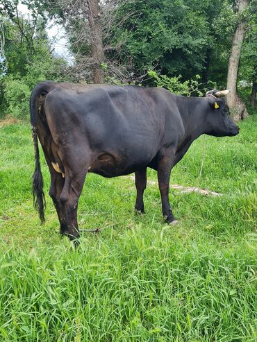 бельгийский бык: Продаю | Корова (самка) | Для разведения, Для молока