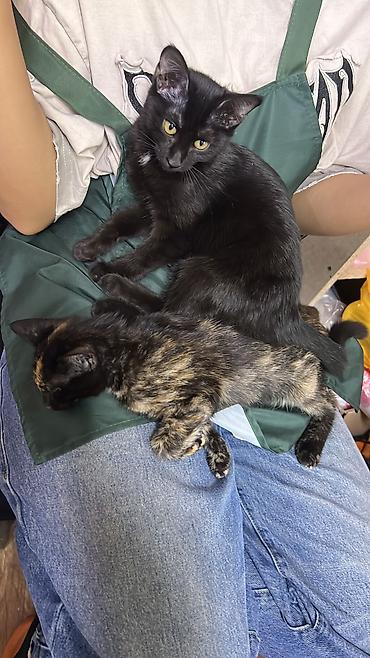 кошка черная: Кошка даром: Беспородная, 3 месяца, Девочка, Приучена к лотку — 9