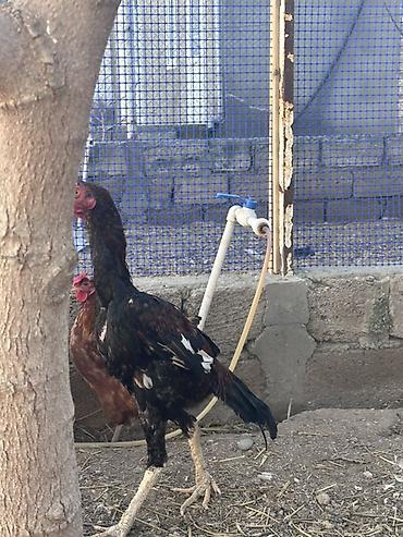 Xoruzlar: Xoruz, il: <1 — 10