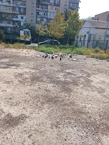 Голуби: 2 manatdan 100 manata kimi quşlar var saar verən quşlarda var srf xam — 1