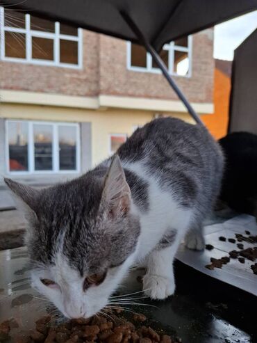 Mačke: Sivobela lepotica traži dom pre zime - Bresplatno U okolini Loznice — 7