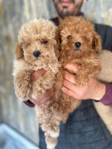 İtlər: Pudel, 2 ay, Erkek, Peyvəndli, Pulsuz çatdırılma — 14