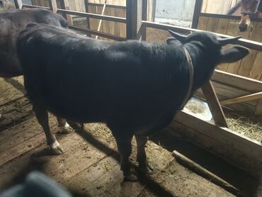 Коровы, быки: Продаю | Бык (самец) | Алатауская | На забой | Осеменитель