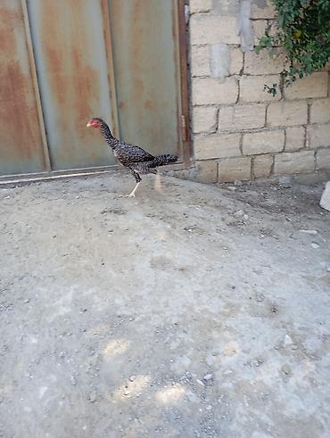 Toyuq, Damazlıq, Ünvandan götürmə
