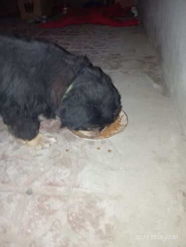 купить клетку для морской свинки: Fransız buldoq satılır razılaşma yolu ile