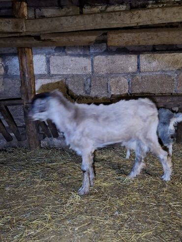Коровы, быки: Самец, Qala, лет: 1