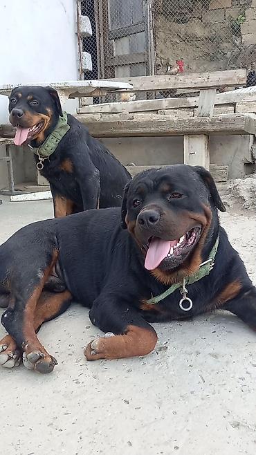 İtlər: Rotveyler, 2 ay, Erkək, Peyvəndli, Ünvandan götürmə — 21