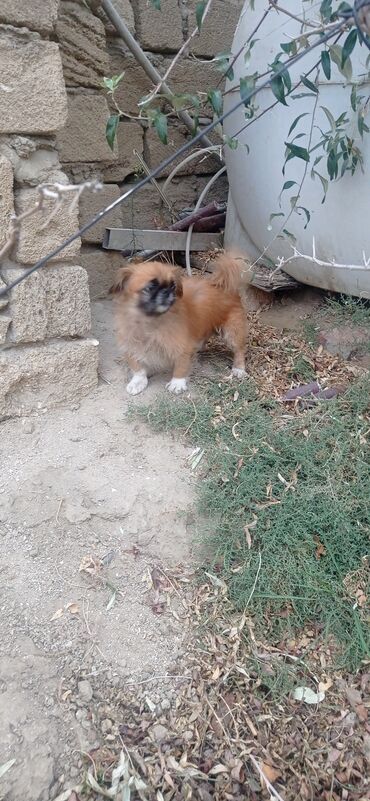 той пудель купить: Pekines, Erkek
