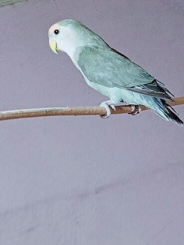 Tutuquşları: Bala veren cütler.Yuvaas bala al Tam sağlam quşlardı.Üiymət.topdan — 2