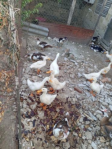bit daragi harada satilir: Salam lal ördekler 25 manata azvaxda yumurticeler qışqıranda var 10 — 1