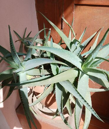 Ağaclar: Aloe vera və Sansevieria (Qayın dilı/Snake Plant) – balkon və daxili