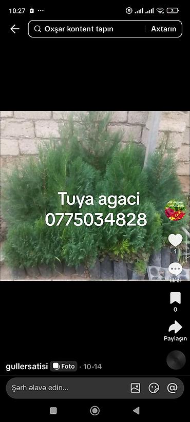 Tinglər: Məhsul: dekorativ bitkilər və ağaclar (fidanlar, torba/çəlləkdə) - — 2