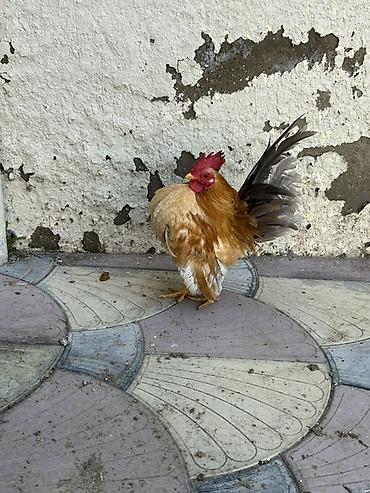 afcarka it adlari: Təmzi serma xoruzdardı real alcya endrim olcaq barter yoxdu — 1
