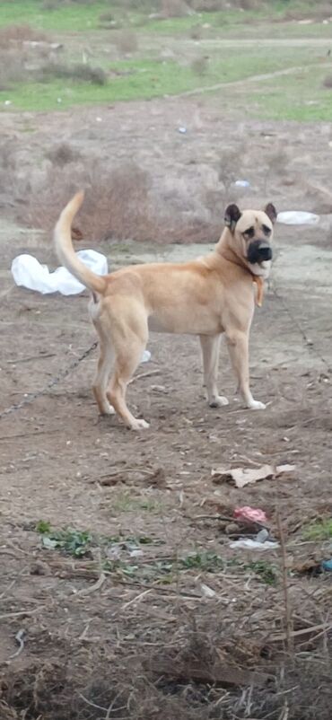 İtlər: Kanqal, 1 il, Erkek, Peyvəndli, Ödənişli çatdırılma — 2