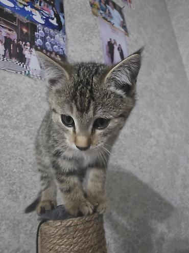 Продажа кошек: Котёнок тигрового окраса, отдам в хорошие руки - Полосатый — 3